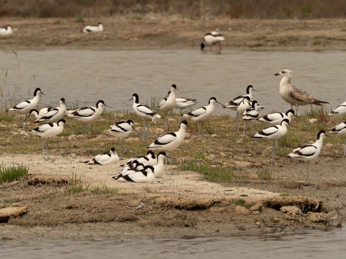 Pied Avocet - ML617714594