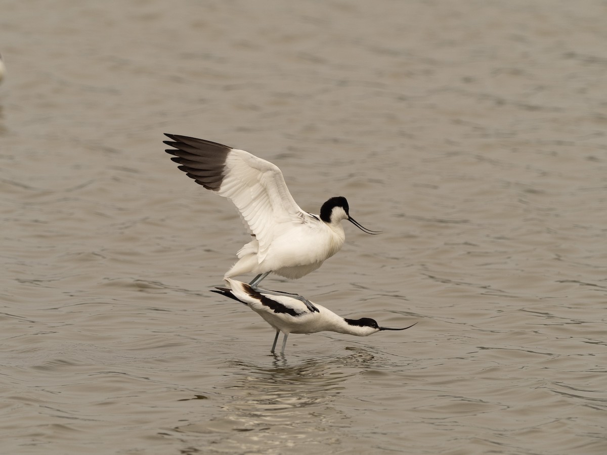 Pied Avocet - ML617714595