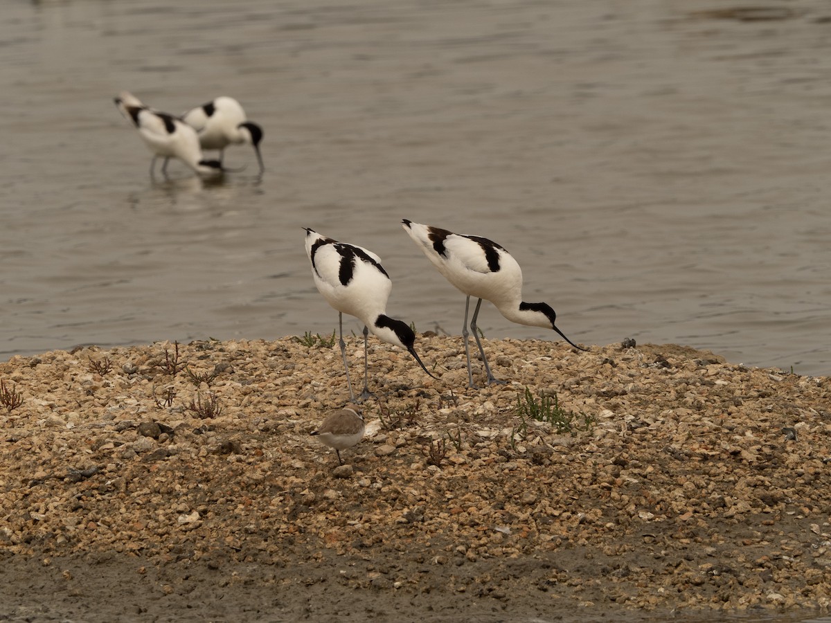 Pied Avocet - ML617714596