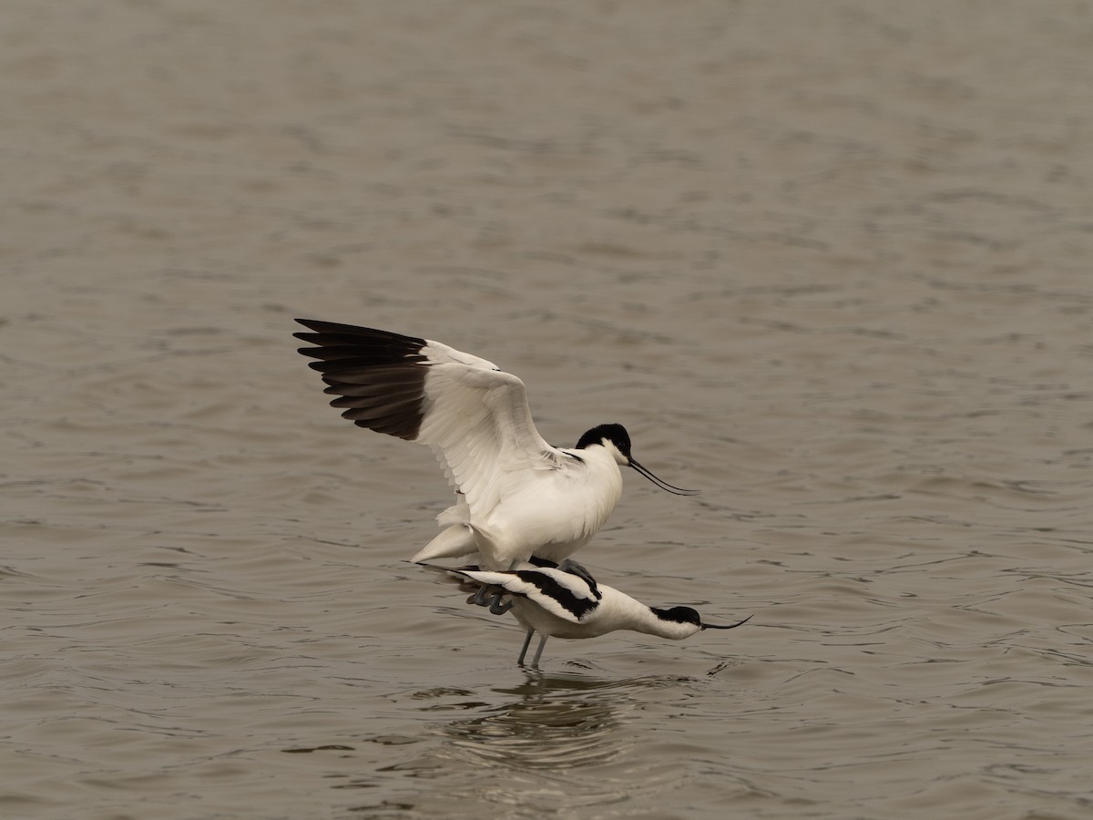 Pied Avocet - ML617714597