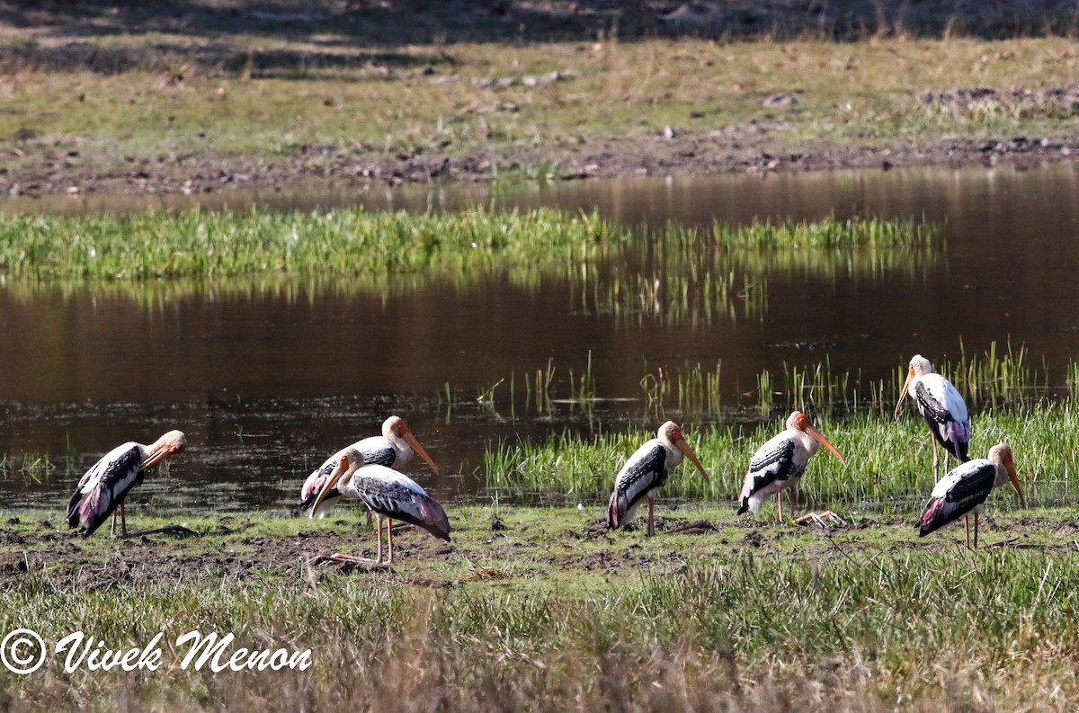 Painted Stork - Vivek Menon