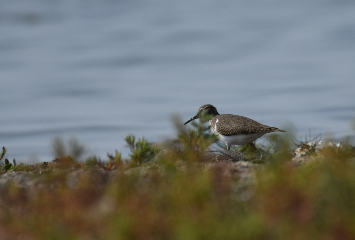 Common Sandpiper - Ali Hyder