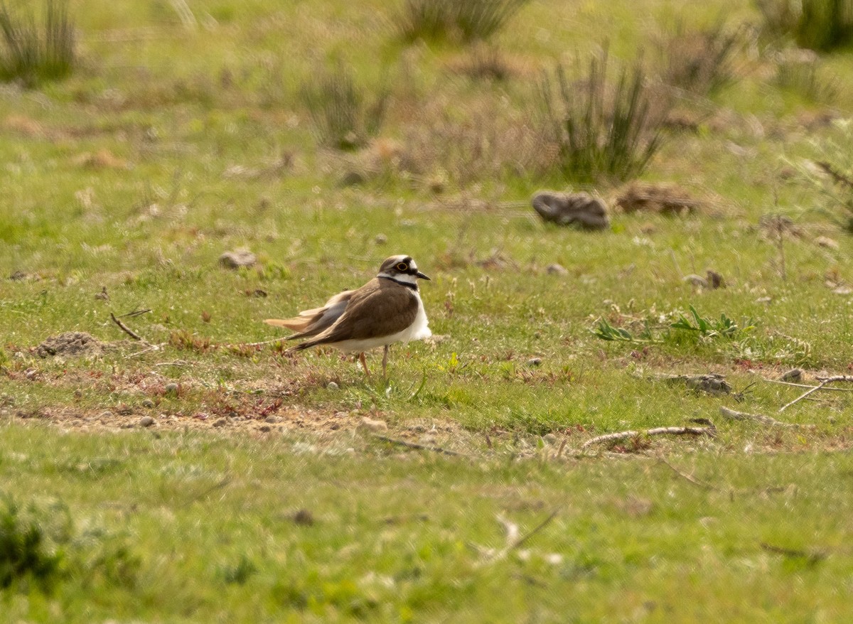 Little Ringed Plover - ML617714623