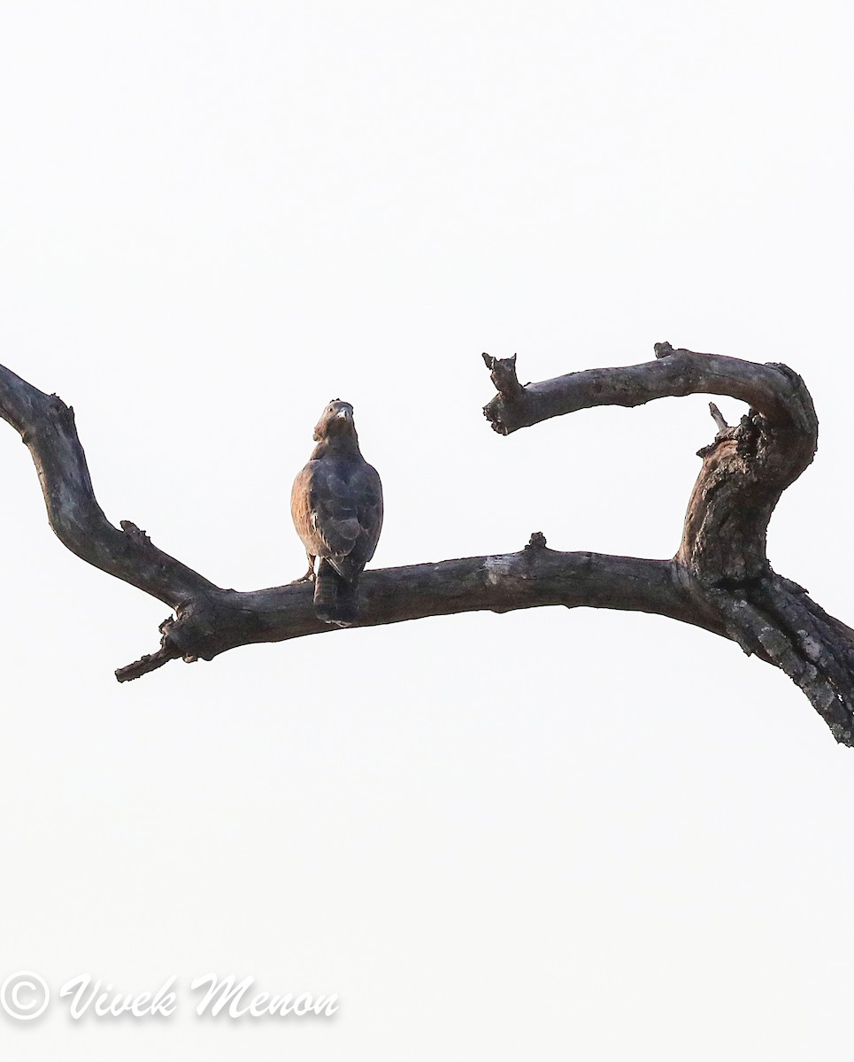 Oriental Honey-buzzard - ML617714629