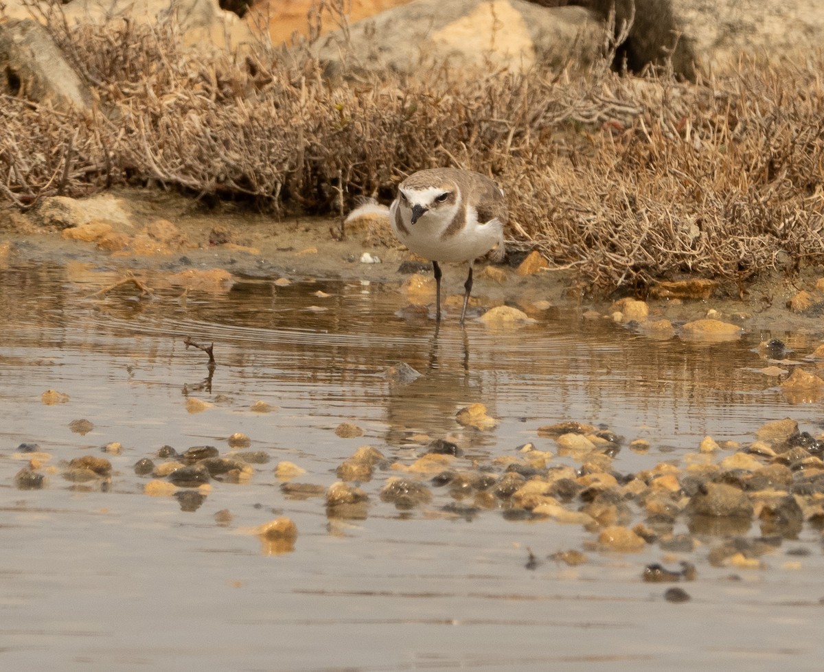 Kentish Plover - ML617714667