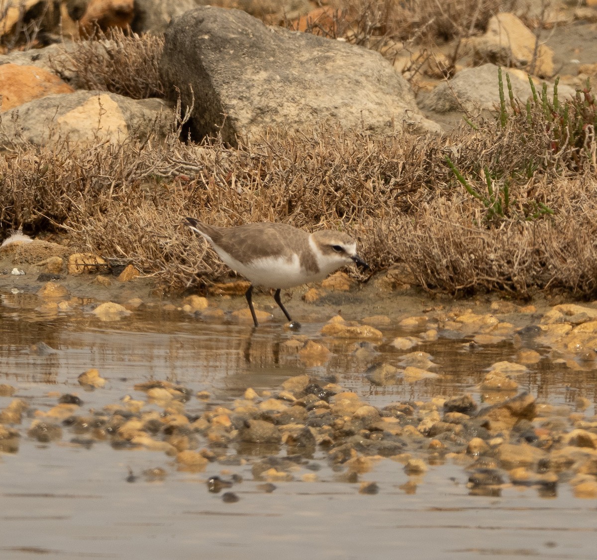 Kentish Plover - ML617714668