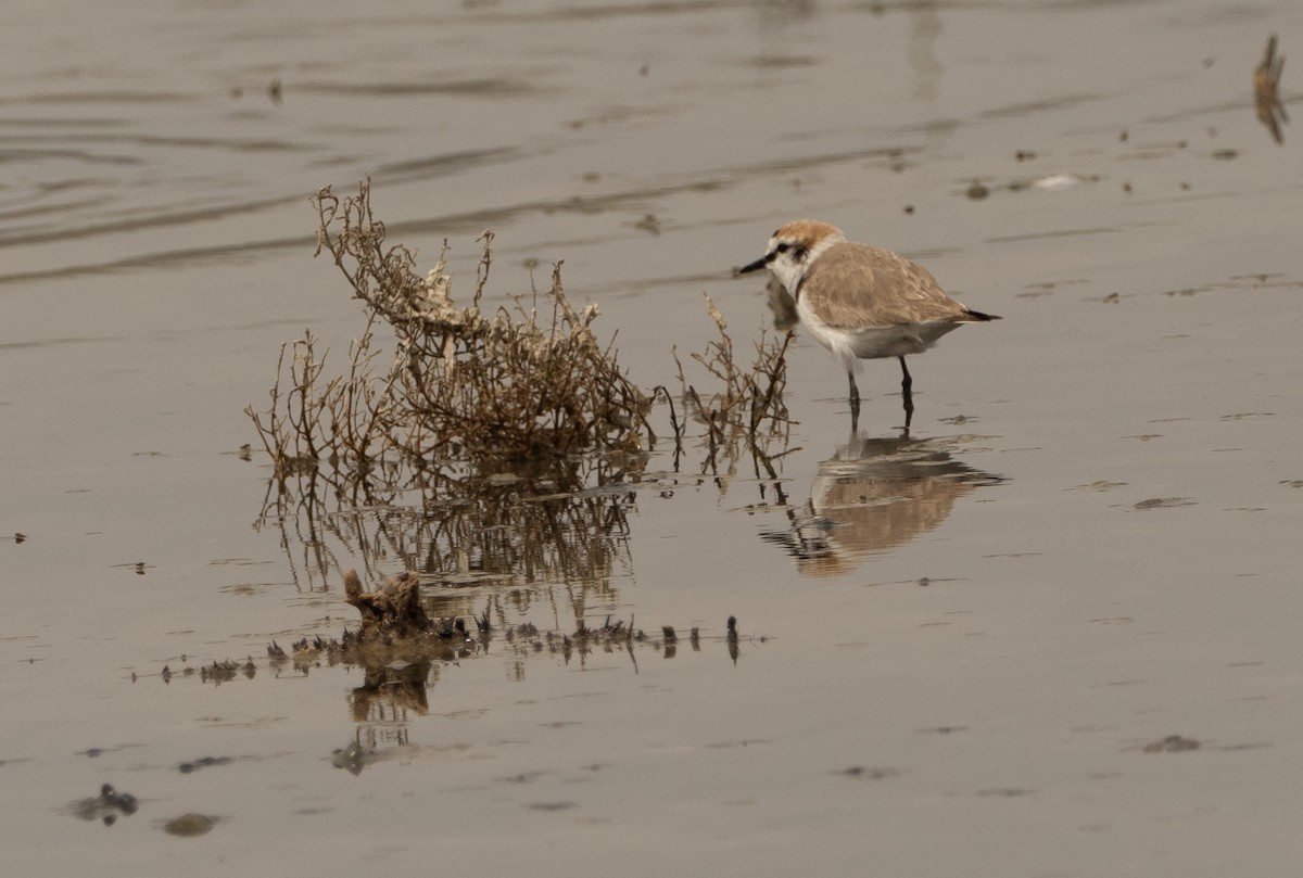 Kentish Plover - ML617714669