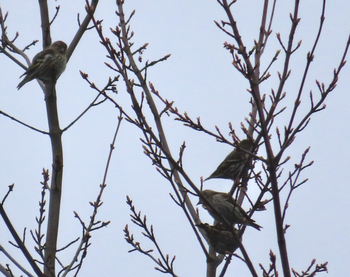 Pine Siskin - Monika Wood