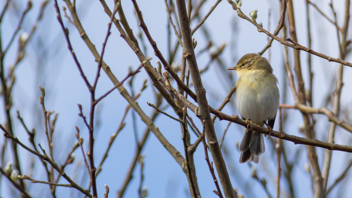 Willow Warbler - ML617714689