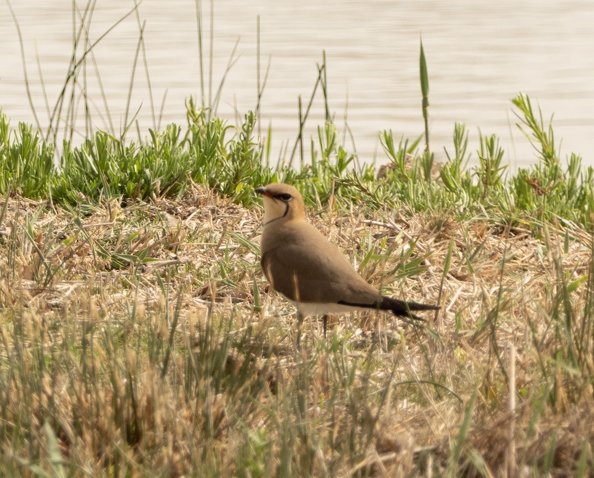 Collared Pratincole - ML617714692