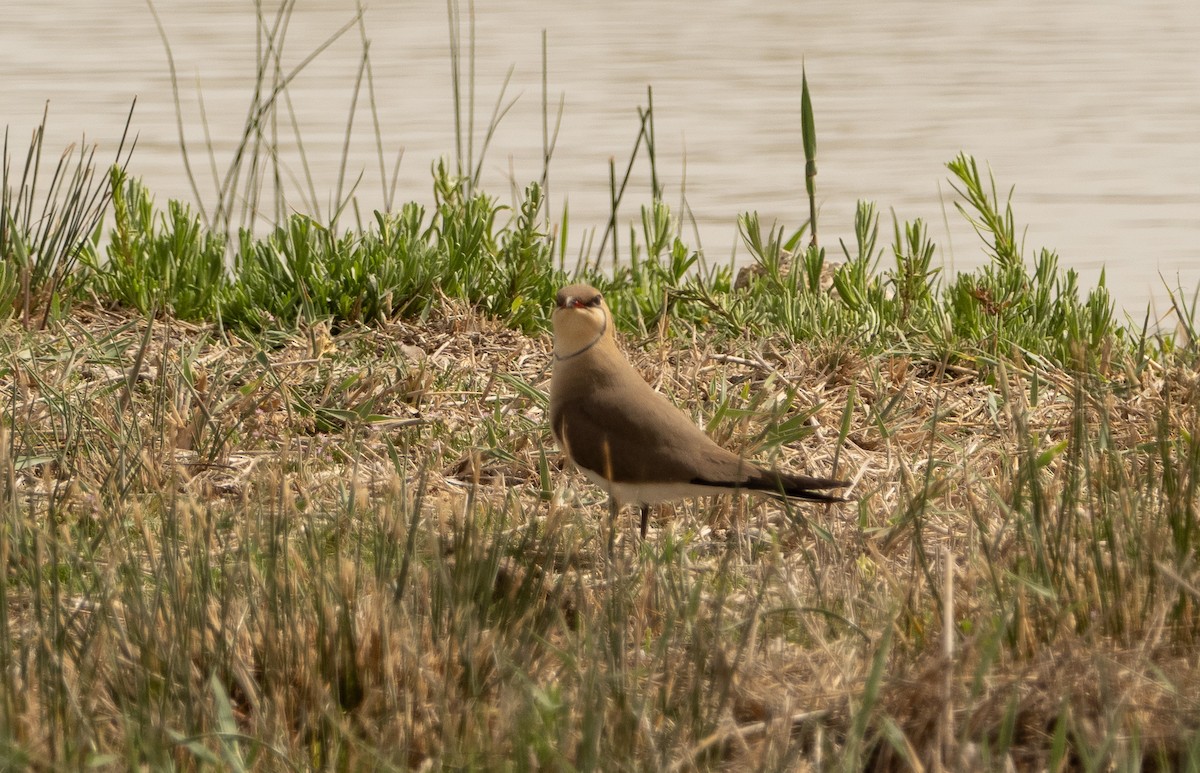 Collared Pratincole - ML617714693