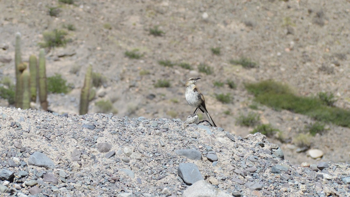 Brown-backed Mockingbird - ML617714721