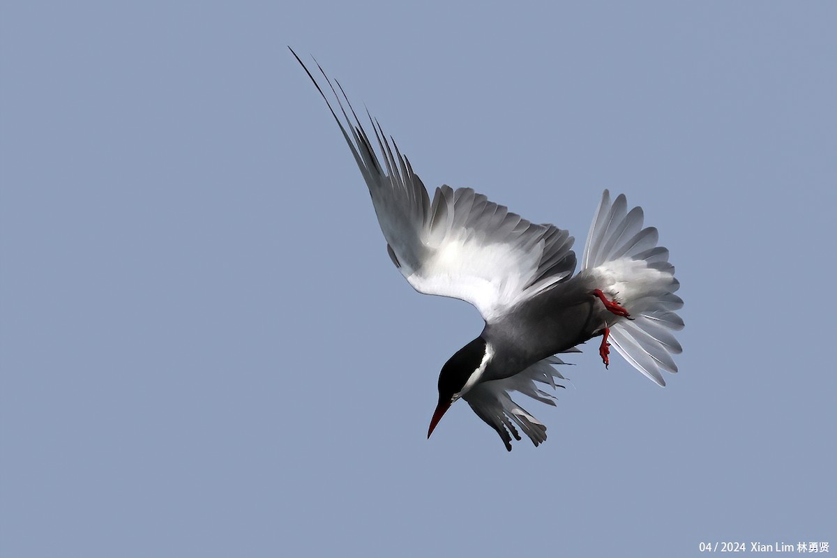 Whiskered Tern - Lim Ying Hien