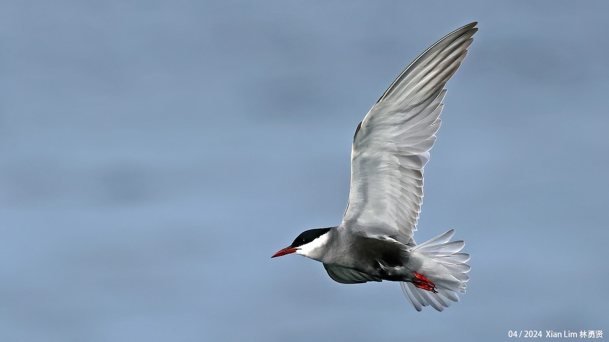 Whiskered Tern - Lim Ying Hien