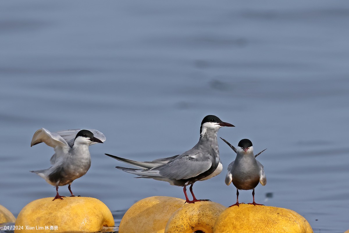 Whiskered Tern - ML617714726