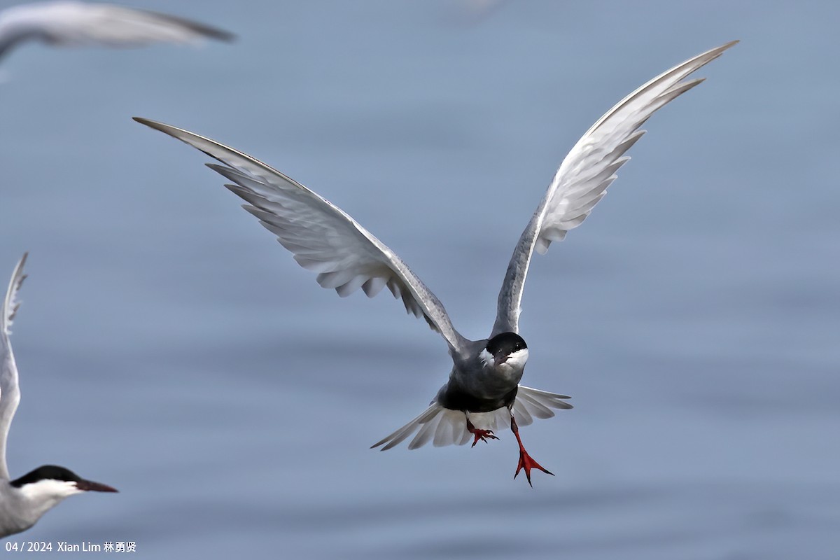 Whiskered Tern - Lim Ying Hien