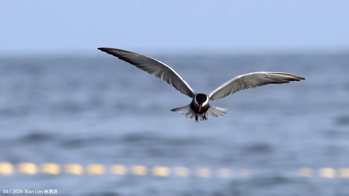 Whiskered Tern - ML617714732