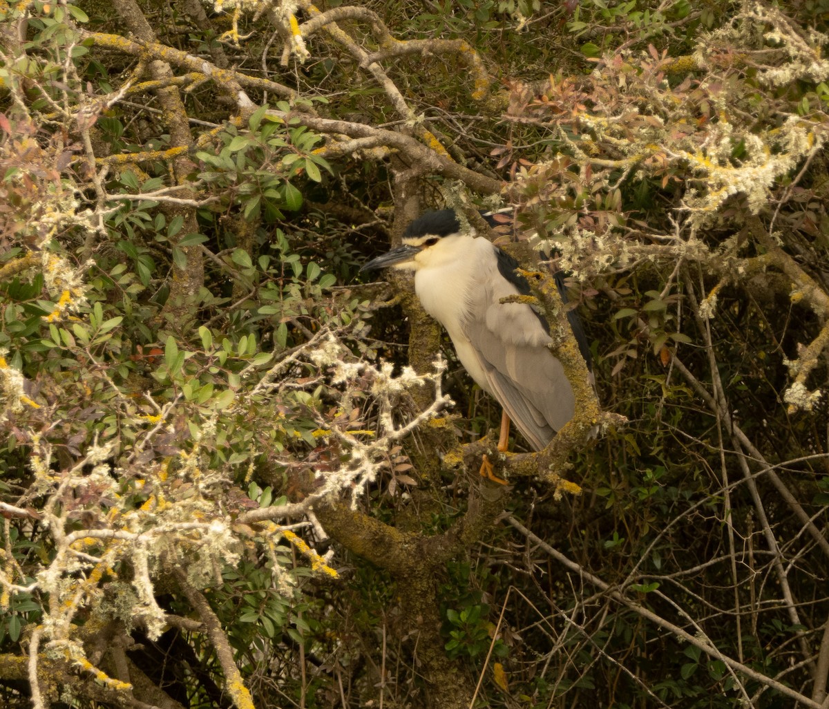 Black-crowned Night Heron - ML617714781