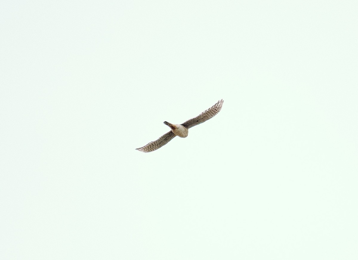 American Kestrel - ML617714800