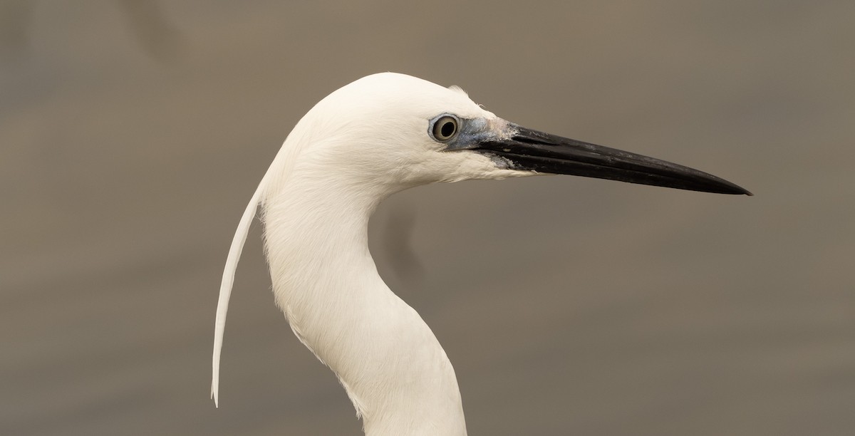 Little Egret - ML617714804