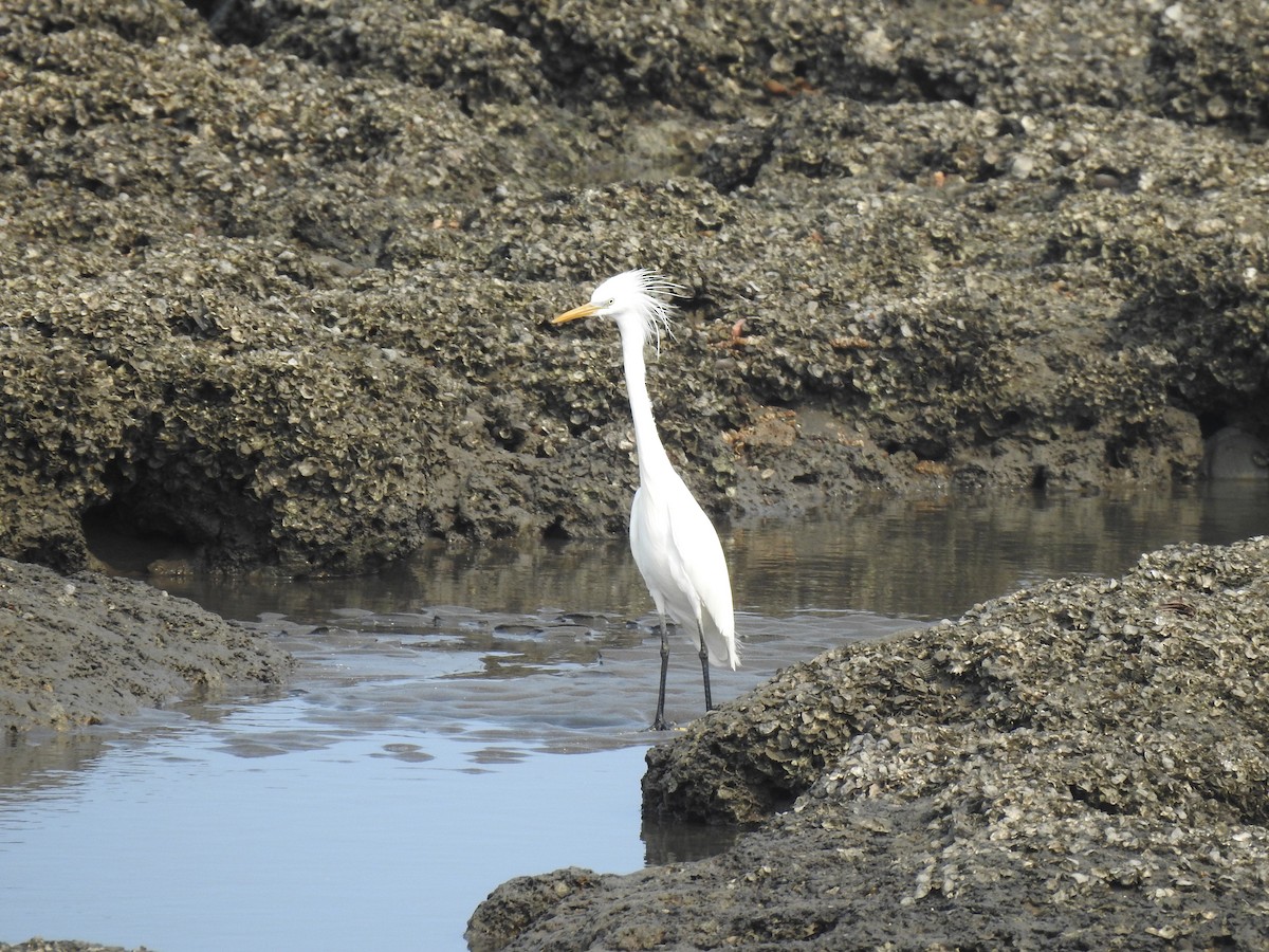 Chinese Egret - Suebsawat Sawat-chuto