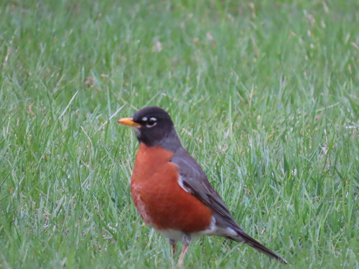 American Robin - ML617714823