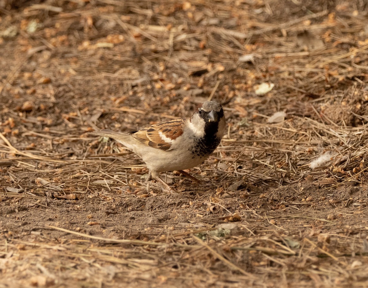 House Sparrow - ML617714843