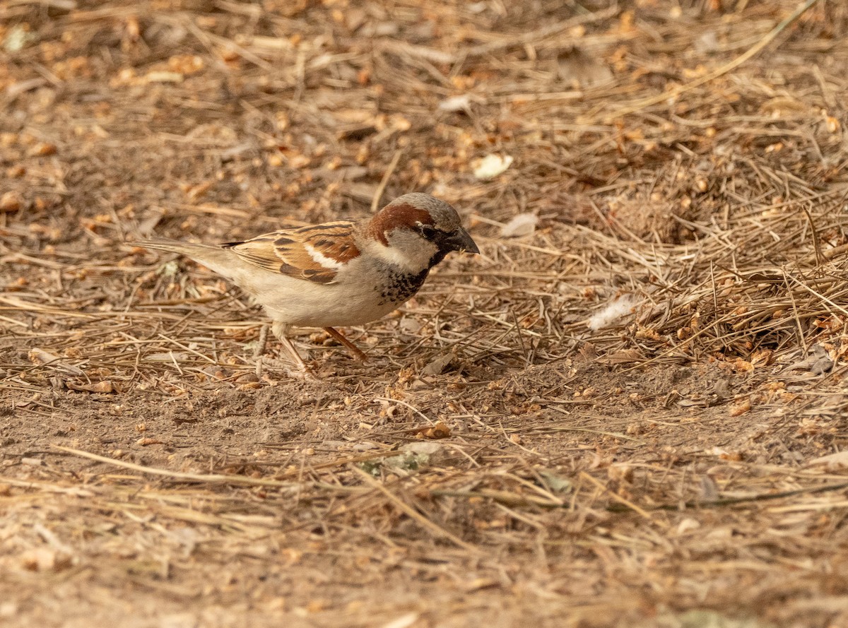 House Sparrow - ML617714845