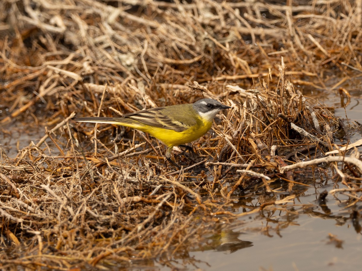 Western Yellow Wagtail - ML617714861