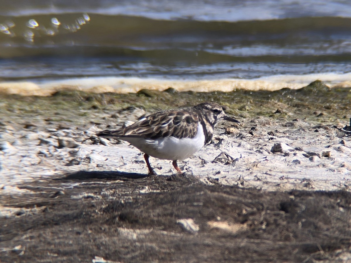 Ruddy Turnstone - ML617714883