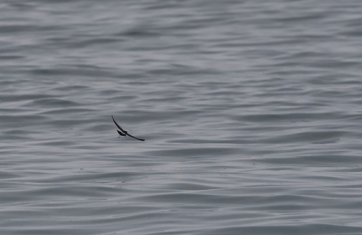 Elliot's Storm-Petrel - Lisa Goodwin