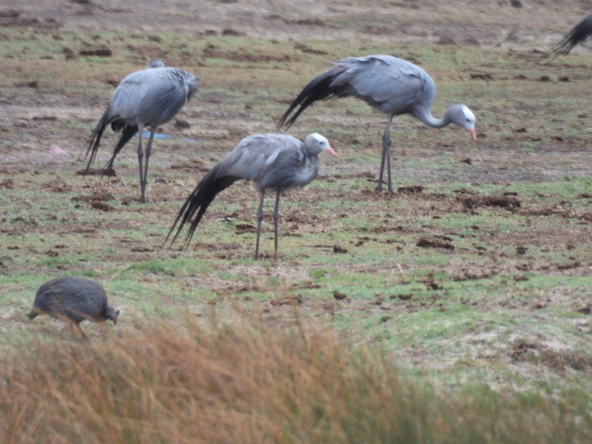 Blue Crane - Timothy Kasper