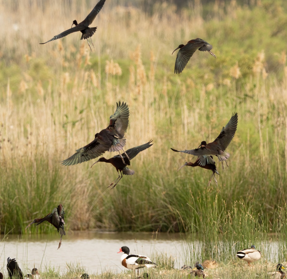 Glossy Ibis - ML617714894