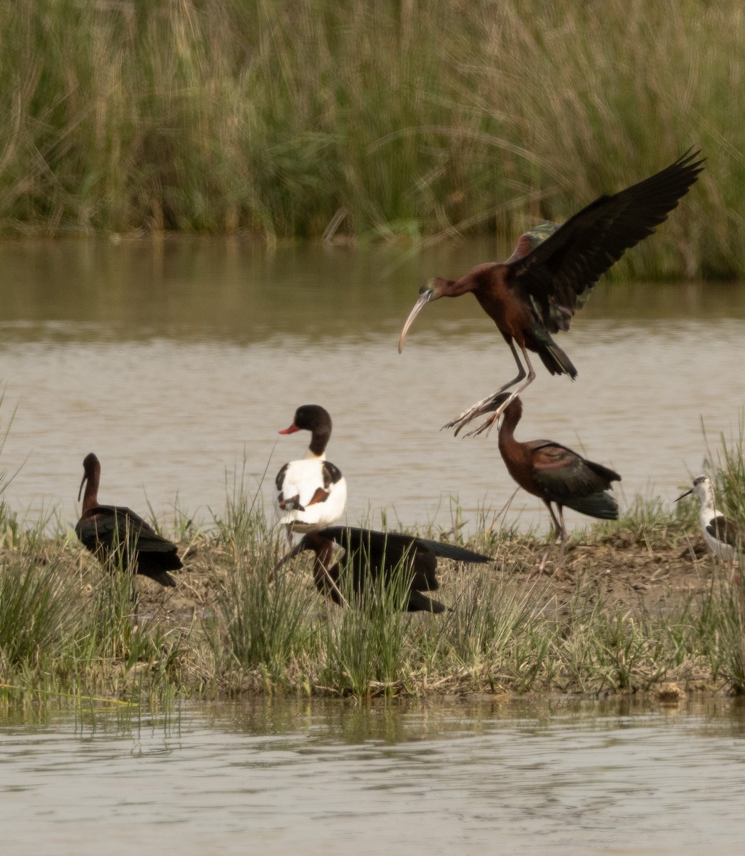 Glossy Ibis - ML617714895