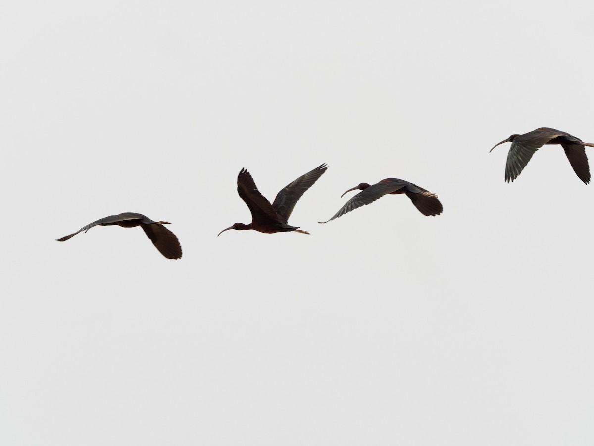 Glossy Ibis - ML617714896