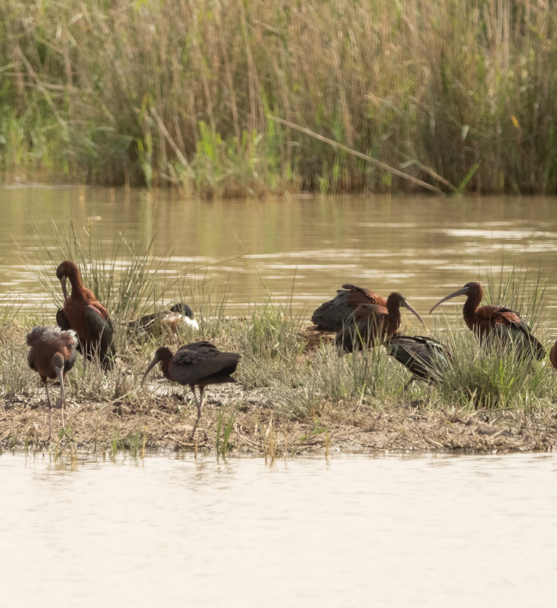 Glossy Ibis - ML617714897