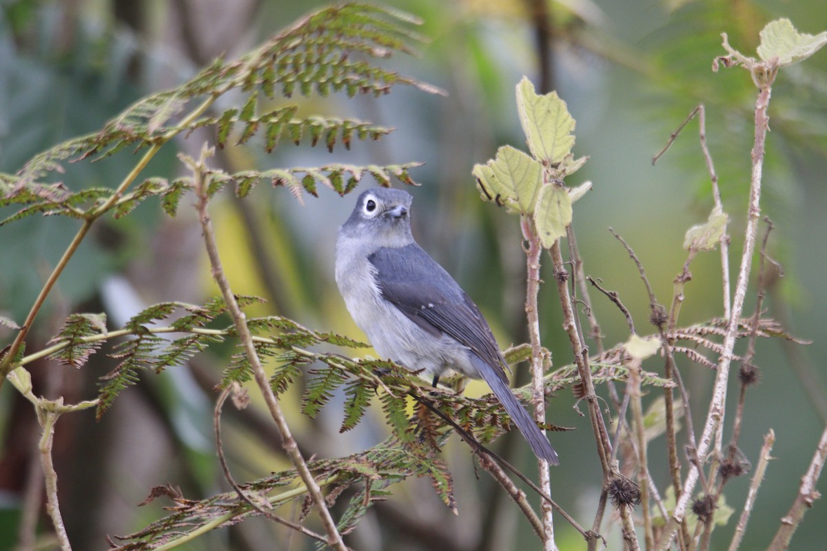 White-eyed Slaty-Flycatcher - James Apolloh ~Freelance Tour Guide