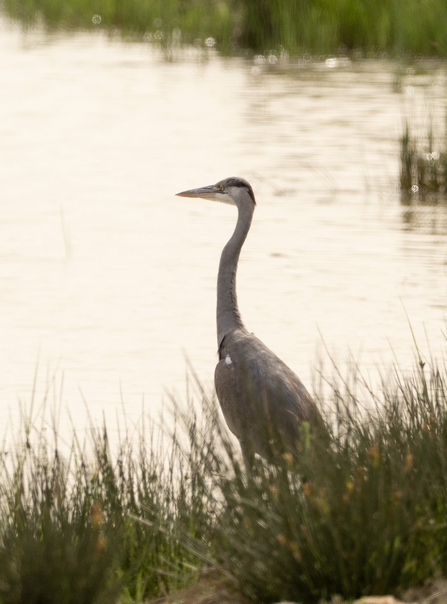 Gray Heron - ML617714907