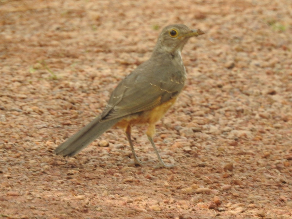 Rufous-bellied Thrush - Gustavo Ribeiro