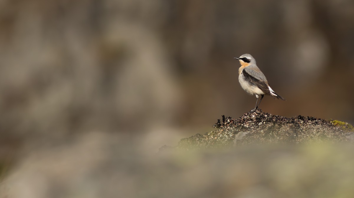 Northern Wheatear (Eurasian) - Pierre Montieth