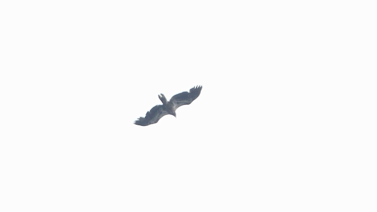 Белоголовый орлан - ML617714986