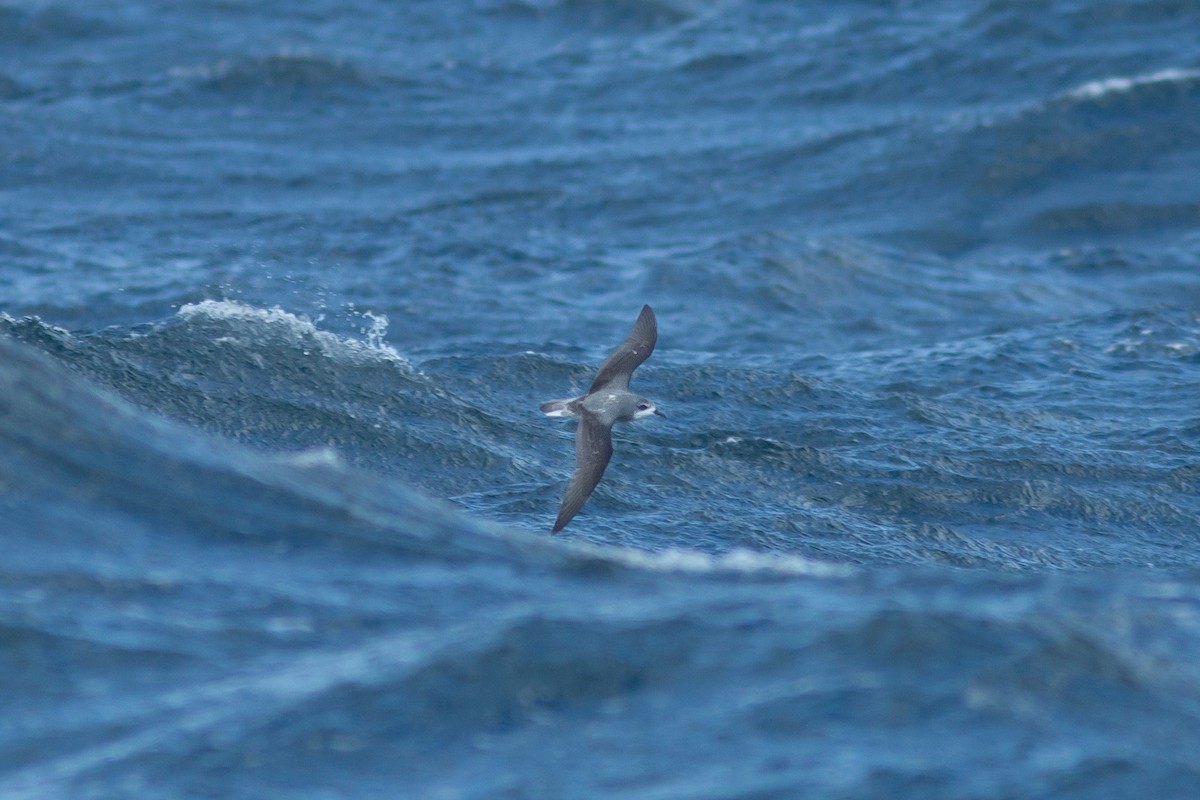 Cook's Petrel - ML617714997