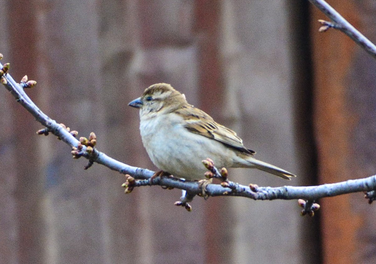 Russet Sparrow - SWARUP SAHA