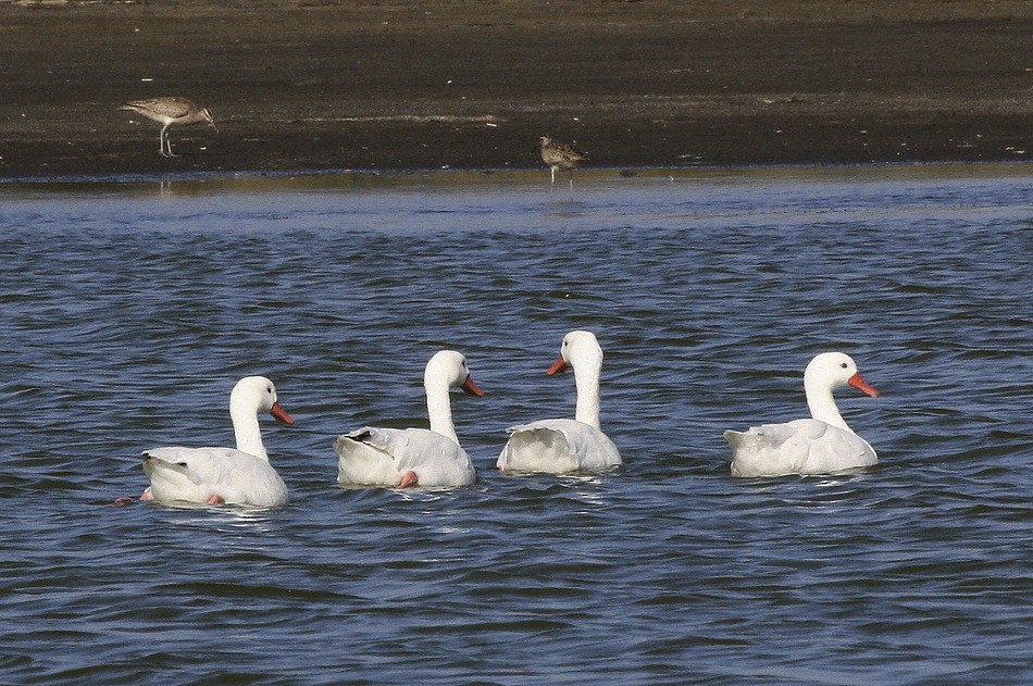 Coscoroba Swan - ML617715024