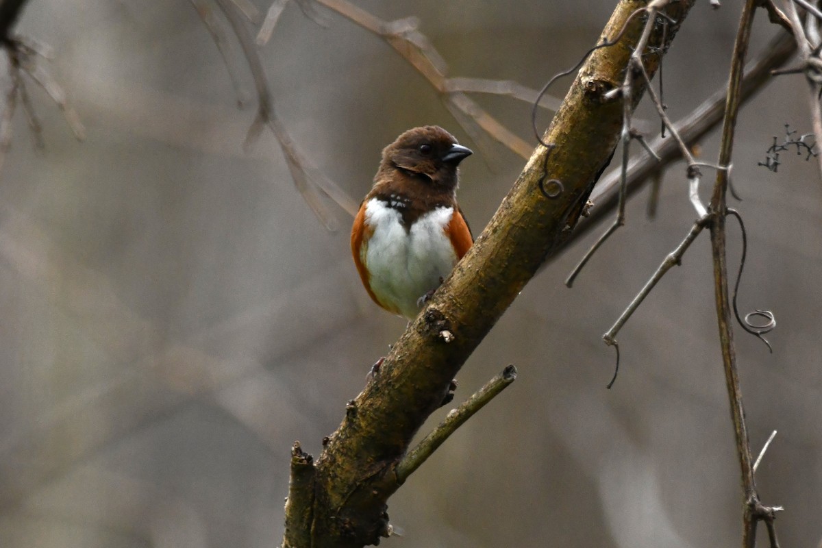 Eastern Towhee - ML617715027