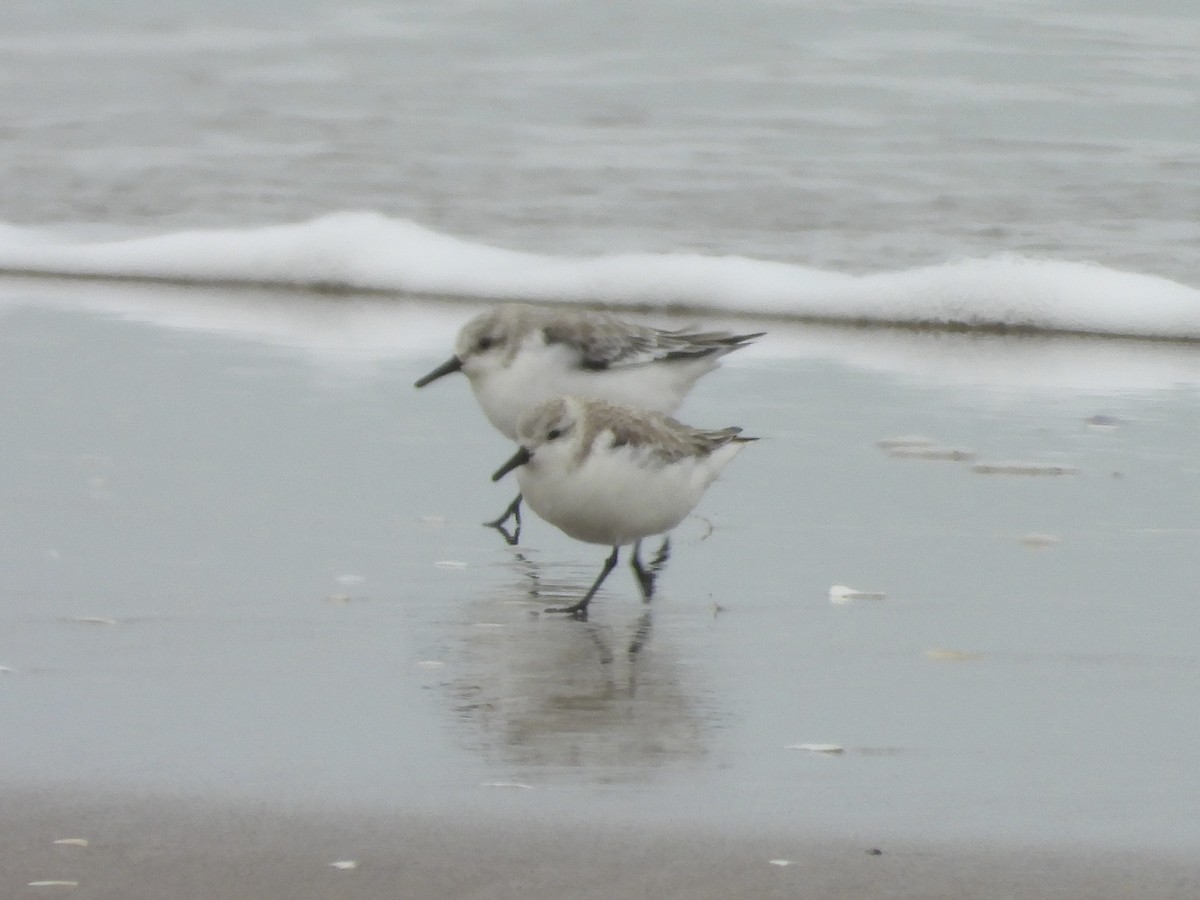 Sanderling - 白 杨