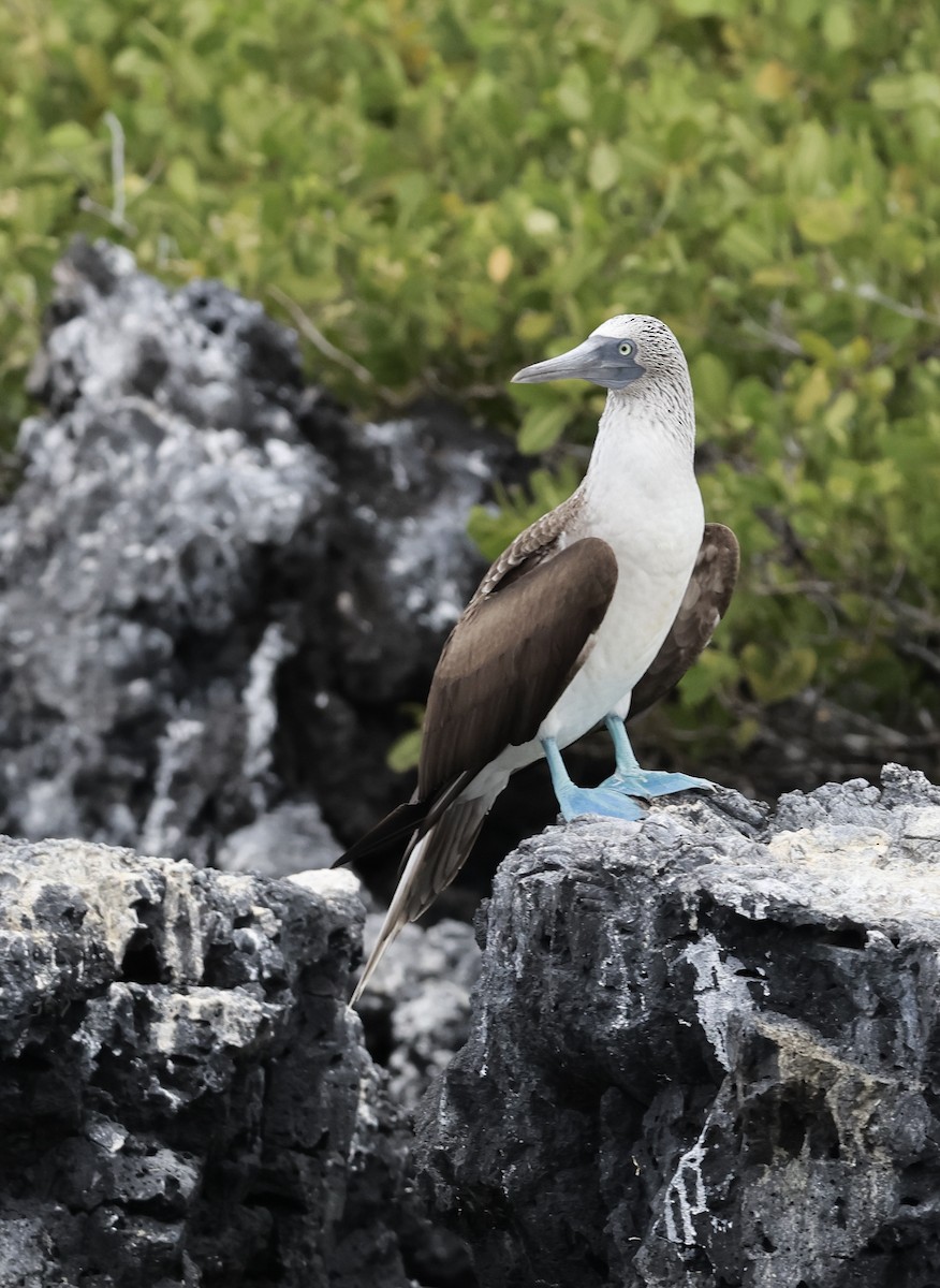 Blue-footed Booby - Lisa Goodwin