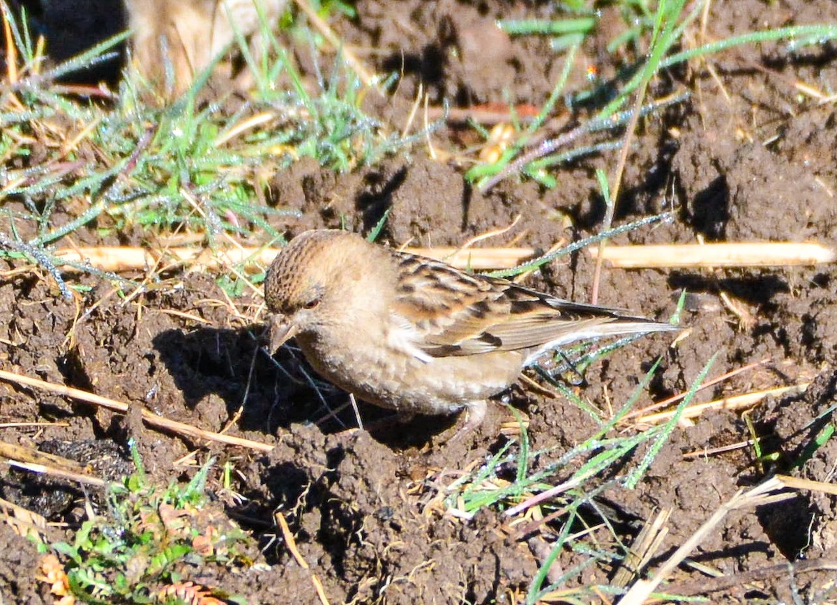 Plain Mountain Finch - SWARUP SAHA