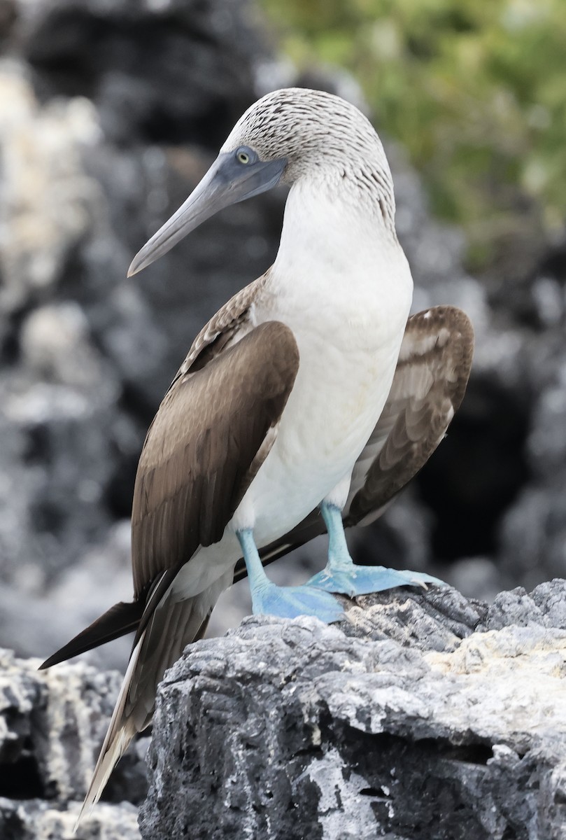 Blue-footed Booby - Lisa Goodwin