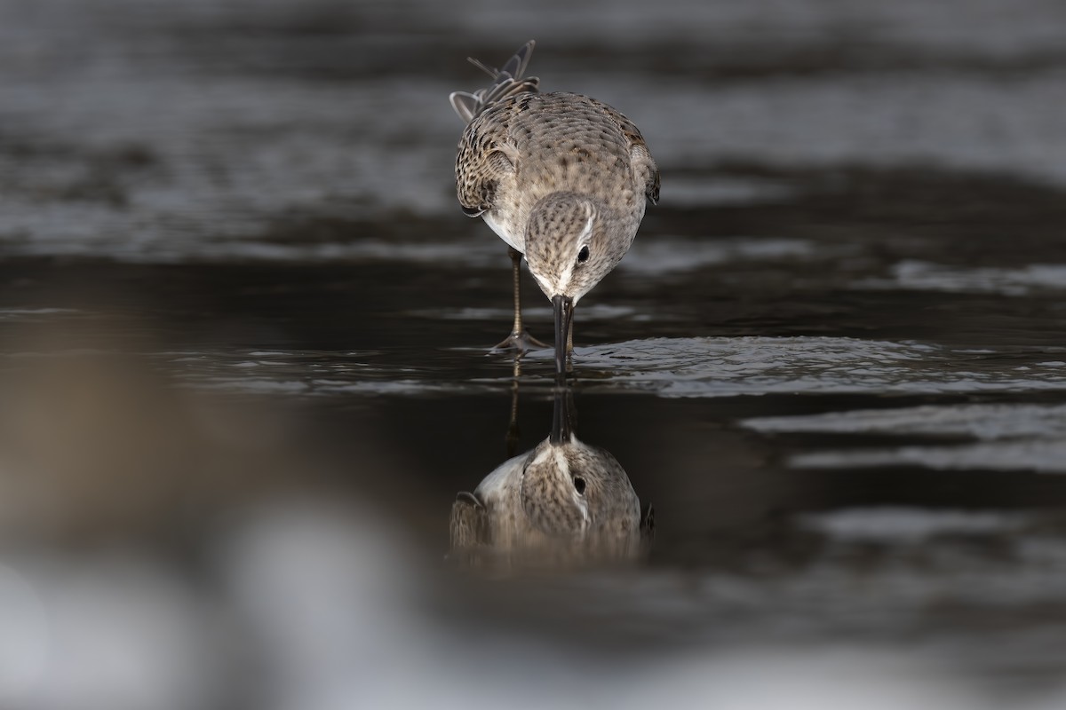 White-rumped Sandpiper - ML617715063